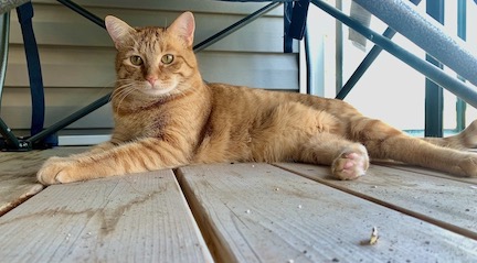 Flame the cat